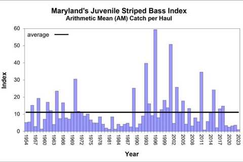 Chesapeake Striped Bass Reproduction Lowest in 10 Years