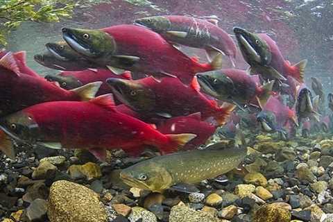 Will Bristol Bay’s Waters Teem with Red Gold? Unveiling the 2024 Sockeye Salmon Forecast