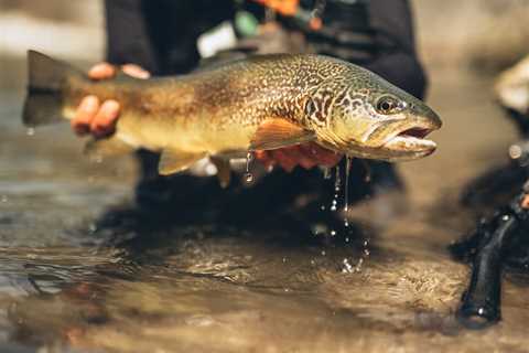 An Update on Marble Trout