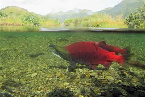 Salmon, Mines Compete Over ‘New’ Rivers