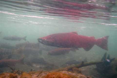 Yukon Salmon Struggles Continue