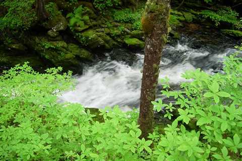 Forest Service to Rezone Tongass