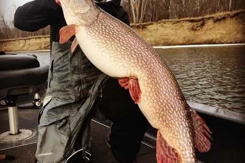 How Big Do Pike Get? (Average and Maximum Size)