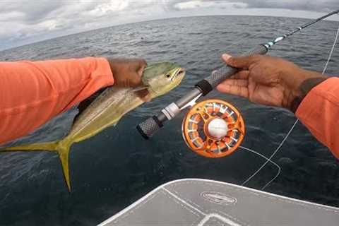 mahi mahi in the Gulf of Mexico, fly fishing in the intense summer heat