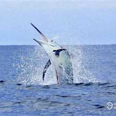 Blue Marlin vs. White Marlin: All You Need to Know