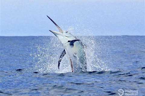 Blue Marlin vs. White Marlin: All You Need to Know
